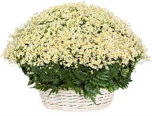 Цветочная композиция из Ромашки в корзине #REPLACE_PRED# Лениногорске